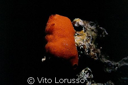 Tunicates - Halocinthya papillosa by Vito Lorusso 